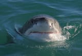 Shork