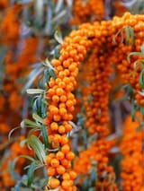 Sea buckthorn
