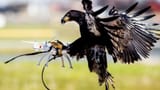 eagle-v-drone