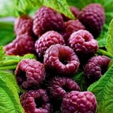 purple raspberries