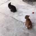 bun_vs_pupper_thumb.jpg