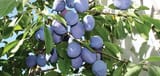Mt Royal plum