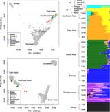 Principle-component-analysis-PCA-and-genetic-admixture-analysis-a-Global-PCA