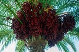 date palm