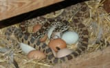 snake-and-eggs-3