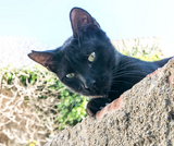 Screenshot 2025-07-20 at 21-42-19 ALLEY-CAT7.PNG (PNG I[...]