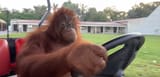 monkey car