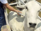 vaxxcattle