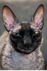 Kotsmile2