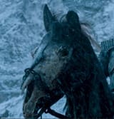 horse
