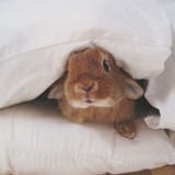 BEDTIMEFORBUNDA