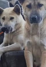 doggos drooling over tomboys and wheyfus