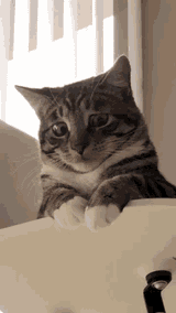 cat-horrified
