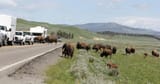 why-are-animals-leaving-yellowstone-2-1752583263713[1]