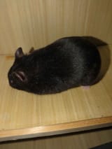 hamsterClean