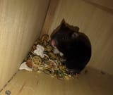 greedyHamster