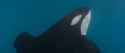 free willy_thumb.jpg