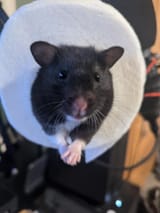 hamsterPolite