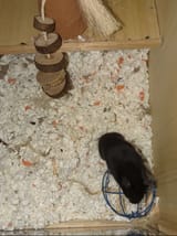 hamsterToys