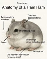 hamsterAnatomy
