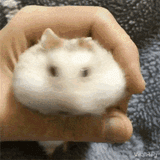 hamsterVomit