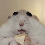 hamsterBoba