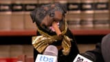 triumph-the-insult-comic-dog-b7dda62d-2fad-4b58-a212-6878913f85f-resize-750