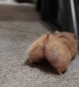 hamsterNSFW