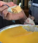 ratHungry