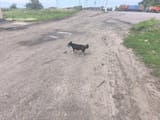 Mutt