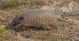 Six-Banded Armadillo