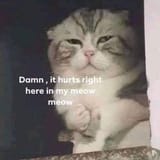 hurts_in_meow_meow