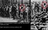 Faked Auschwitz typhus