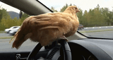 chicken driving