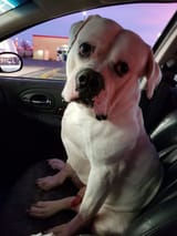 MeatDog