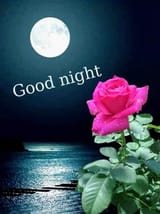 good night