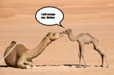 camel