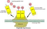 Peptide_syn.svg