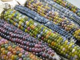 glass gem corn
