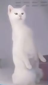 1362267217321190