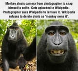 monkey_steals_photographers_camera_to_take_a_selfie_and_owns_the_rights_to_the_picture_according_to_wikipedia._1298902169-445749157