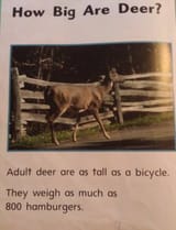 American Pokedex