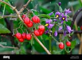 bittersweet-nightshade-deadly-nightshade-solanum-dulcamara-plant-with-E0W89J