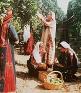 Palestine 8