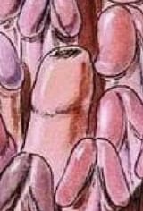 smegma cock