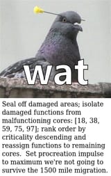 pidgeon_brain_damage_wat