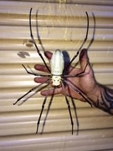 giant golden orb spider