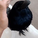 Raven
