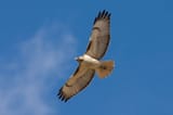 scvn-critter-red-tailed-hawk-1024x682