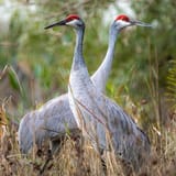 0010_AdobeStock_430499150